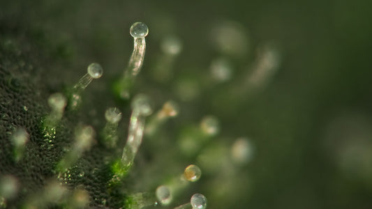 Trichome Guardians: 11 Ways To Ensure Your High-Quality Weed Stays Fluffy and Potent